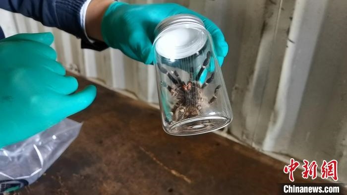 張家港海關工作人員截獲捕鳥蛛?！⊥踅〕?攝