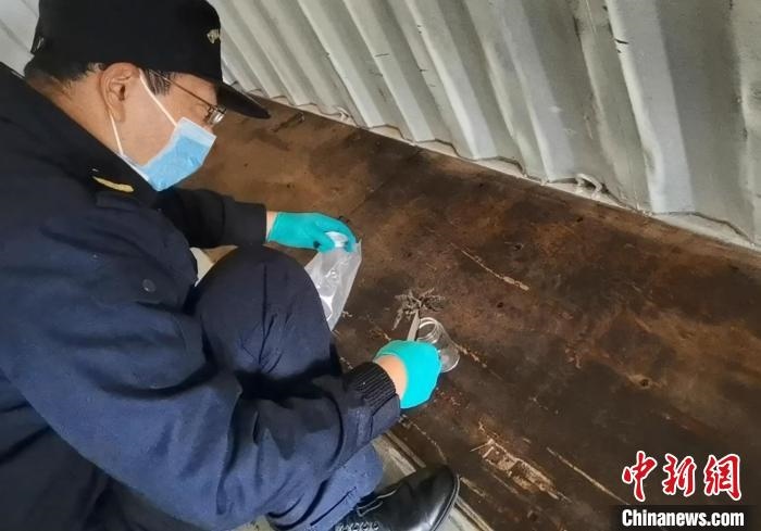 張家港海關工作人員截獲捕鳥蛛?！⊥踅〕?攝