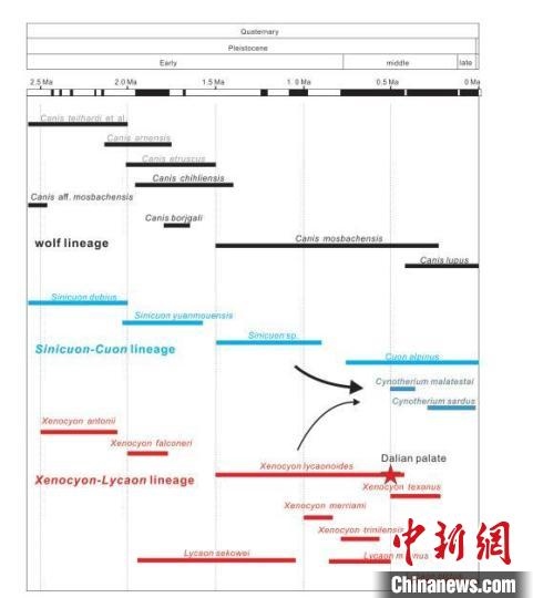第四紀主要犬族成員分布年代圖?！≈锌圃汗偶棺邓?供圖