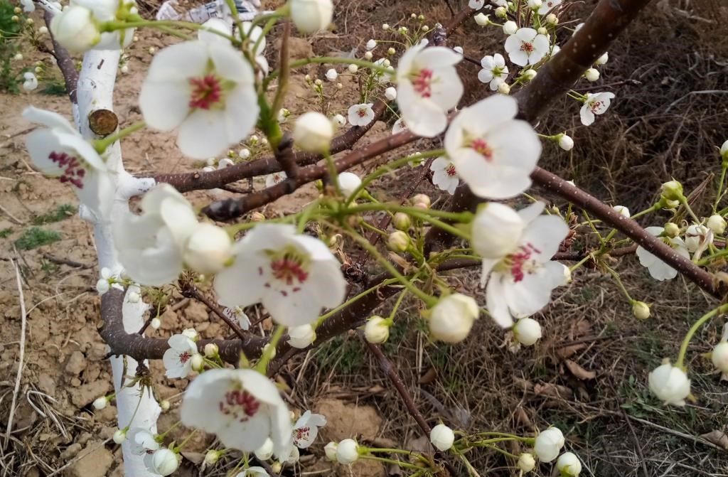 這是拍攝的汾西縣后加樓村盛開的梨花。(受訪者供圖)