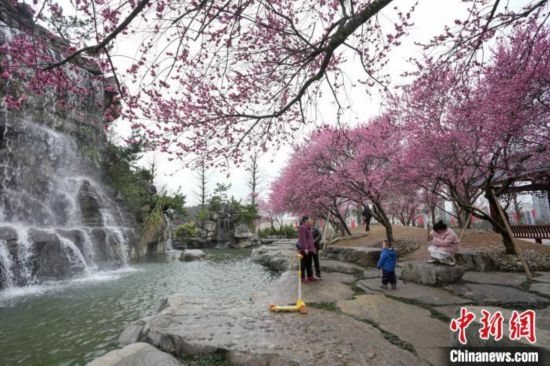 2月23日，市民在乾藝梅園景區(qū)觀賞綻放的梅花。陳興輝 攝