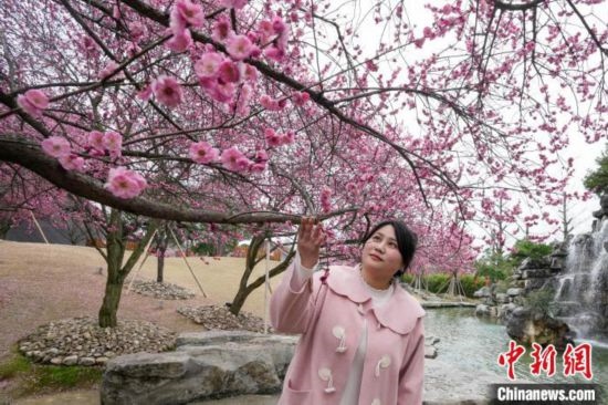 2月23日，市民在乾藝梅園景區(qū)觀賞綻放的梅花。陳興輝 攝