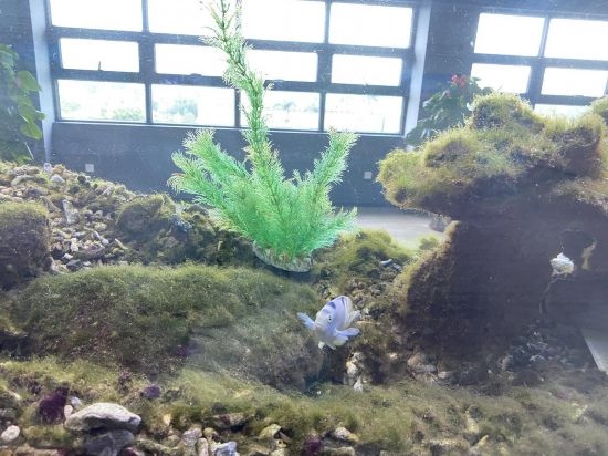 圖為寶鋼湛江鋼鐵水控中心，觀賞海魚在鋼渣漁礁里游動