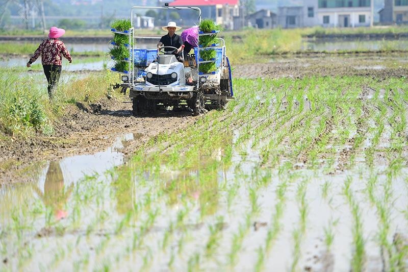 △2023年4月26日，湖南湘潭市雨湖區(qū)姜畬鎮(zhèn)易建河村的一處高標(biāo)準(zhǔn)農(nóng)田，農(nóng)民駕駛插秧機(jī)插秧。