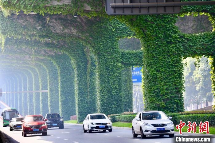 車輛從長滿爬山虎的橋墩旁經(jīng)過。　張浪 攝