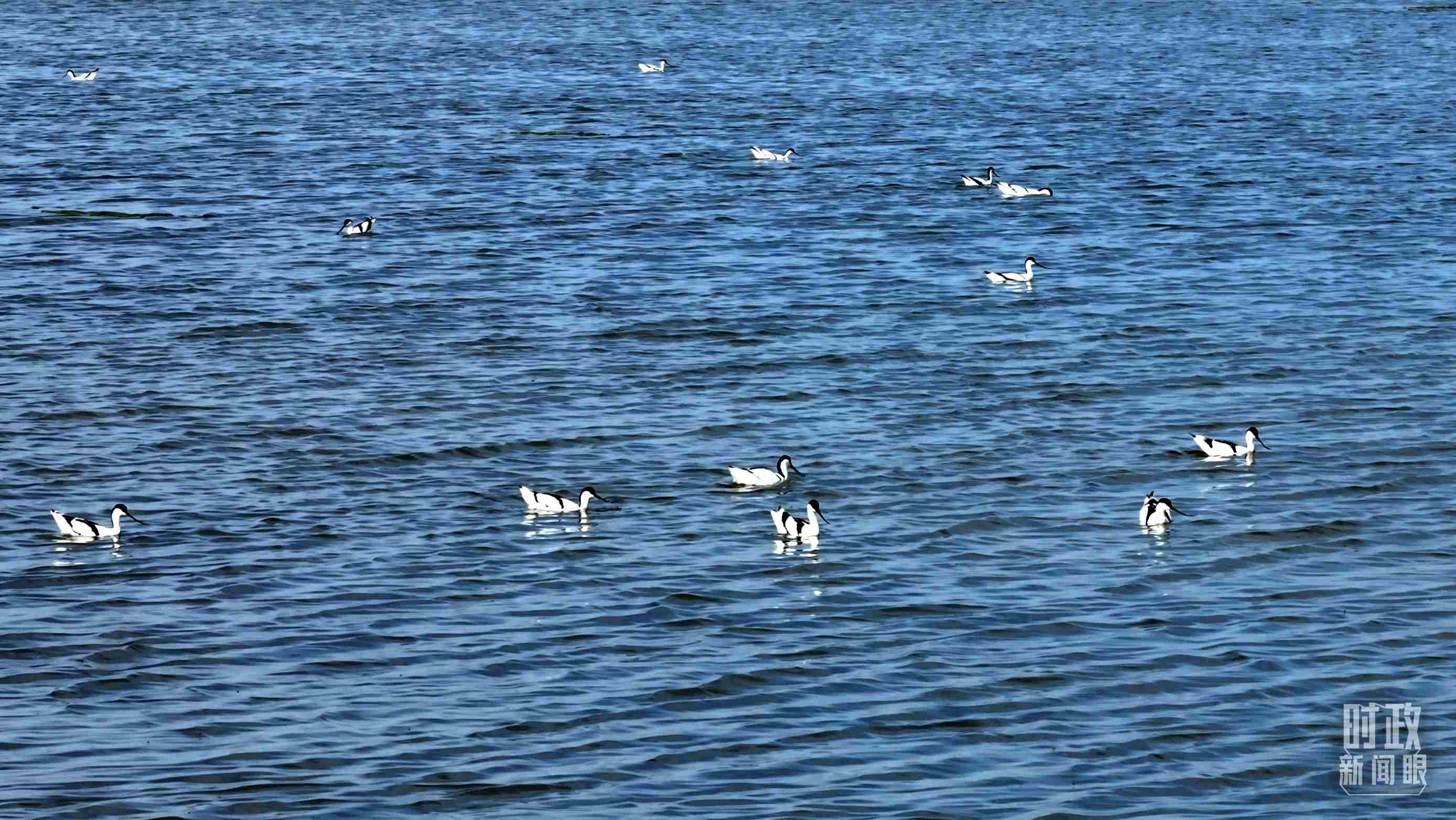 △鹽湖棲息的鳥類。（總臺記者裴大偉、康曉宇拍攝）