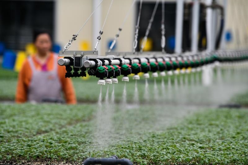 工人在貴陽(yáng)市開陽(yáng)縣楠木渡蔬菜良種繁育中心查看自動(dòng)噴灌系統(tǒng)給辣椒苗澆水情況（2023年5月24日攝）。新華社記者 楊文斌 攝