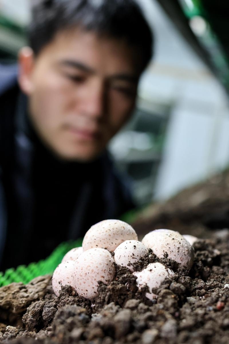 工作人員在貴陽(yáng)市白云區(qū)食用菌產(chǎn)業(yè)示范園智能菇房?jī)?nèi)查看菌菇生長(zhǎng)情況（2022年2月14日攝）。新華社記者 歐東衢 攝