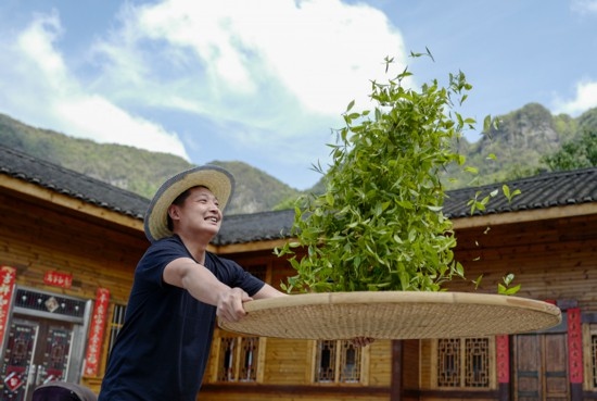 2023年4月19日，重慶市南川區(qū)德隆鎮(zhèn)茶樹村一個居民點，制茶工藝傳承人在幫助村民翻曬新鮮茶葉。