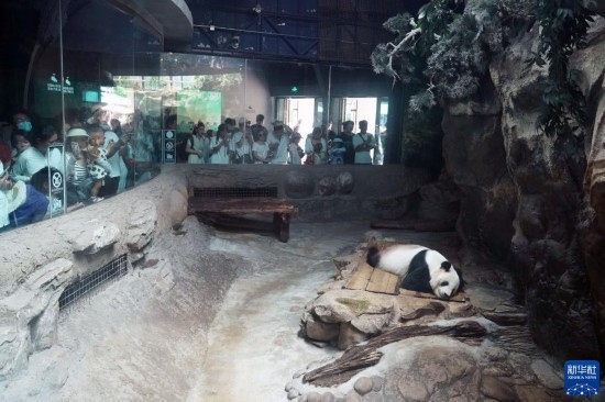 6月22日，游客在北京動物園大熊貓館參觀。新華社記者 任超 攝