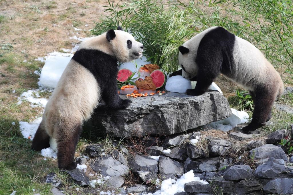 在比利時天堂動物園，大熊貓“寶弟”（左）、“寶妹”享用“生日大餐”。