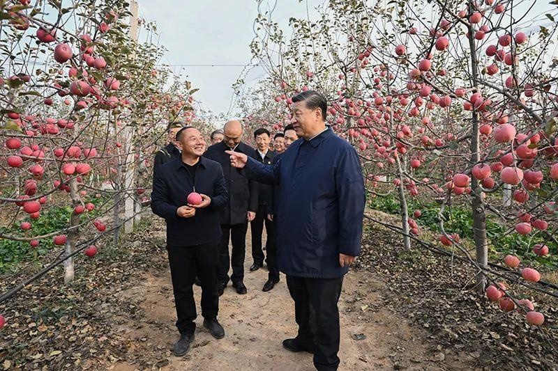 △2022年10月26日，陜西延安高橋鎮(zhèn)南溝村，習(xí)近平總書(shū)記走進(jìn)果園，向現(xiàn)場(chǎng)采摘的果農(nóng)了解蘋(píng)果收成。