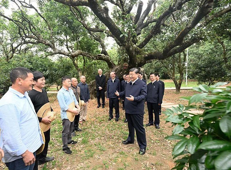 △今年4月11日，習(xí)近平總書(shū)記在廣東茂名高州市根子鎮(zhèn)柏橋村荔枝種植園，同現(xiàn)場(chǎng)技術(shù)人員親切交流。