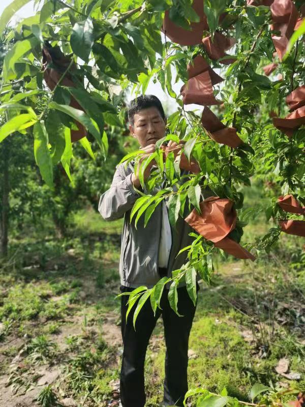 河南長垣樊相鎮(zhèn)谷寨采摘園。王紹紹攝