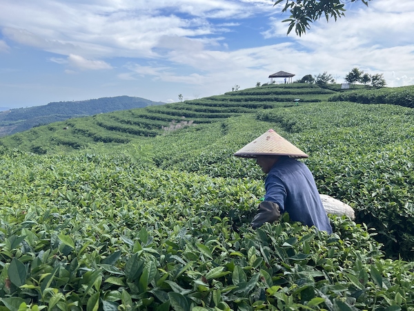 茶農(nóng)正在茶園中采茶。人民網(wǎng) 高清揚(yáng)攝