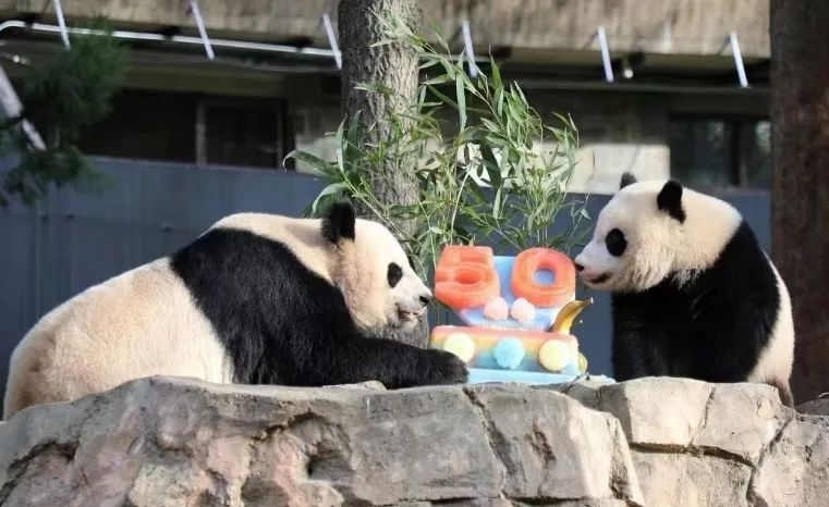 2022年，美國(guó)國(guó)家動(dòng)物園舉辦活動(dòng)慶祝大熊貓抵美50周年，園方為大熊貓“美香”“添添”和“小奇跡”一家三口準(zhǔn)備了有“50”字樣的冰凍水果蛋糕。（圖片來(lái)源：雅安市廣播電視臺(tái)）