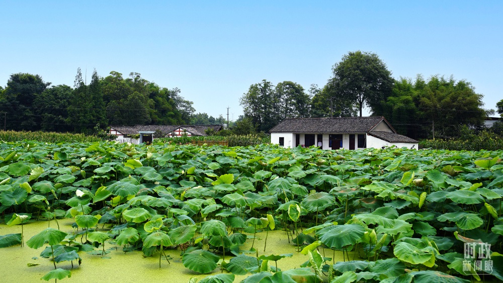 四川眉山，永豐村荷塘。2022年6月，習(xí)近平曾到此調(diào)研鄉(xiāng)村振興情況。（總臺央廣記者潘毅拍攝）