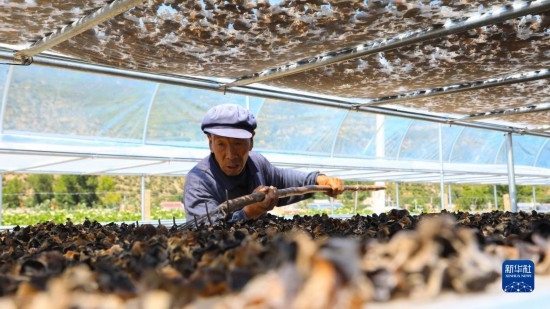 7月29日，在卓尼縣納浪鎮(zhèn)納浪村黑木耳種植基地，農(nóng)戶在翻曬黑木耳。