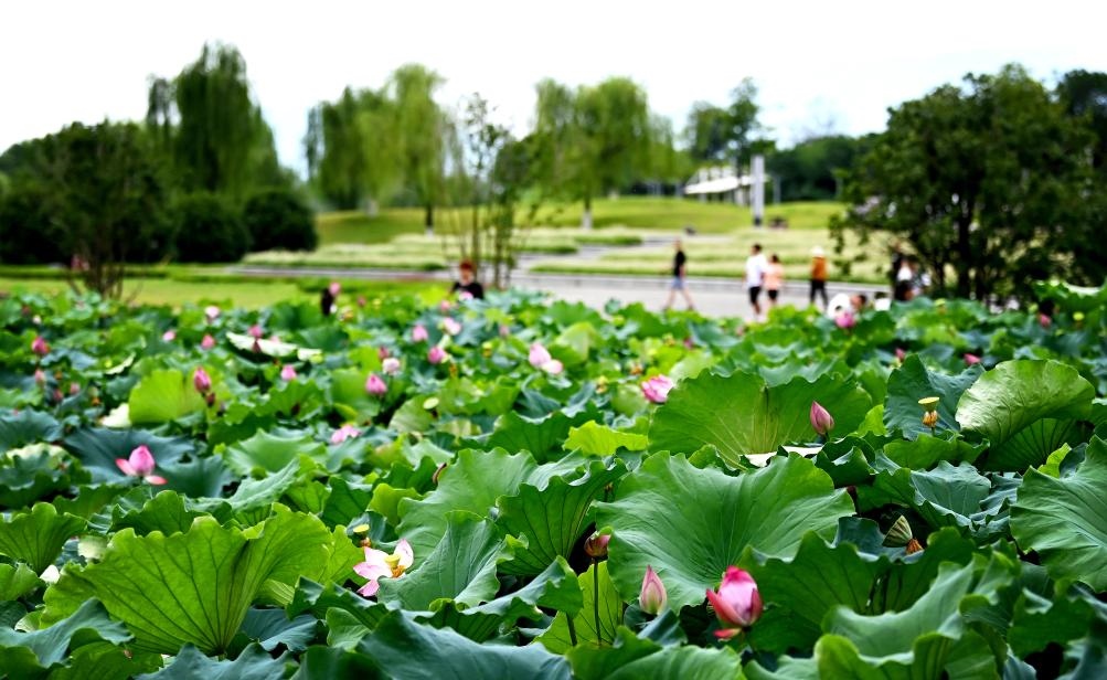 日前，陜西省漢中市漢江兩岸的天漢濕地公園內(nèi)，市民在休閑賞景。新華社記者 劉瀟 攝