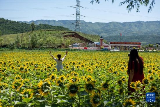 8月12日，游客在寧夏固原市涇源縣大灣鄉(xiāng)楊嶺村向日葵田中拍照。新華社記者 李旭倫 攝