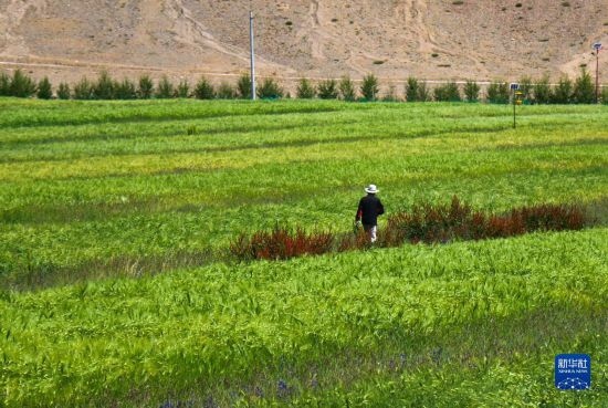 8月12日，西藏阿里地區(qū)普蘭縣赤德村村民在一片青稞田里行走。
