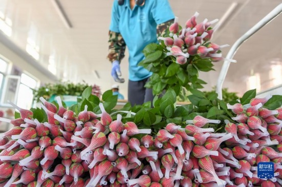 8月17日，農(nóng)民在吉林省德惠市朱城子鎮(zhèn)沿河村程雪家庭農(nóng)場(chǎng)打包玫瑰花。新華社記者 張楠 攝
