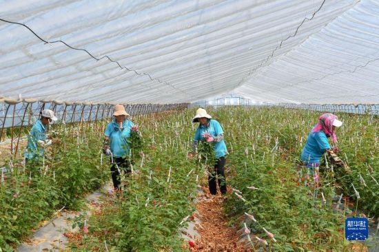 8月17日，農(nóng)民在吉林省德惠市朱城子鎮(zhèn)沿河村程雪家庭農(nóng)場(chǎng)采摘玫瑰花。新華社記者 張楠 攝