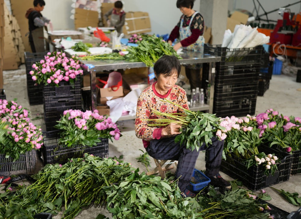 在浦江縣杭坪鎮(zhèn)烏漿村的鮮花種植基地，村民在處理芍藥鮮切花，準備發(fā)往各地（5月23日攝）。新華社記者 翁忻旸 攝