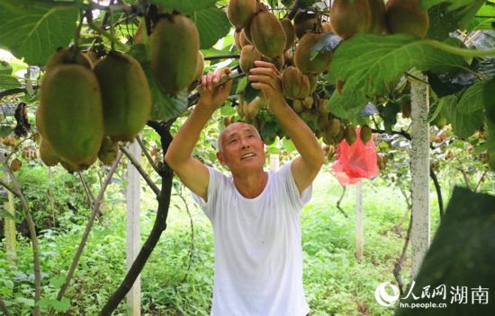 “農(nóng)民專家”丁清清在果園里采摘。 人民網(wǎng)記者 劉賓攝