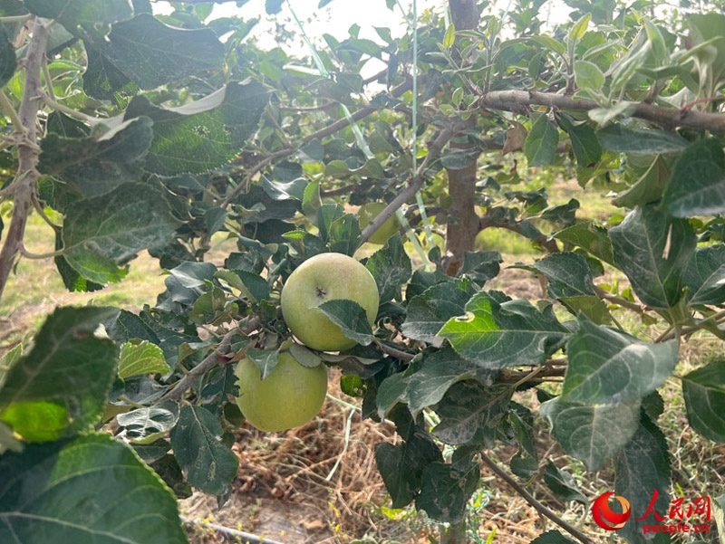 已有蘋果掛在枝頭，10月底即可成熟。人民網(wǎng)記者 常雪梅攝