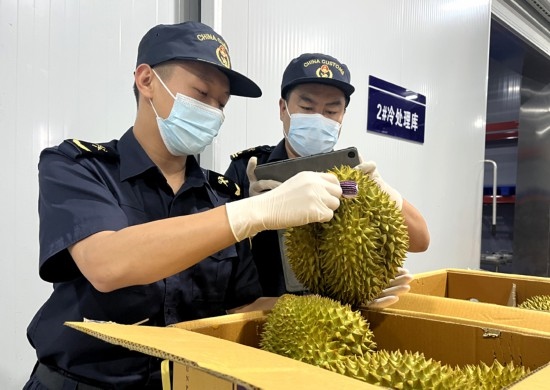 磨憨鐵路口岸綜合性指定監(jiān)管場地水果查驗區(qū)內(nèi)，海關(guān)關(guān)員正在查驗進(jìn)口榴蓮。勐臘海關(guān)供圖