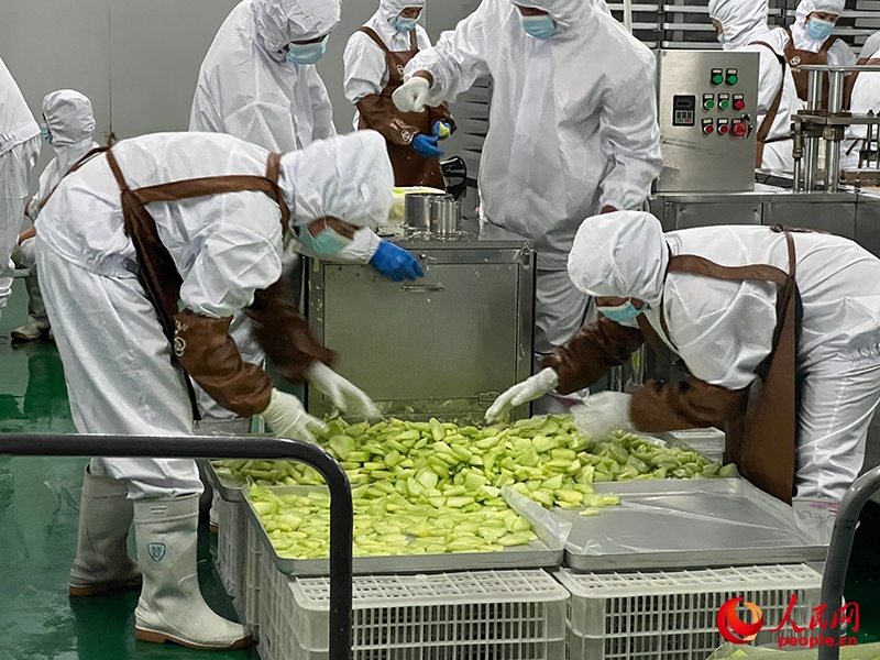 切片哈密瓜將被做成凍干食品。人民網(wǎng)記者 常雪梅攝