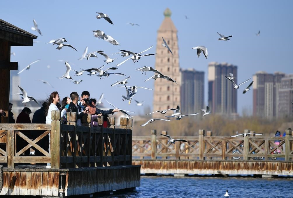 市民在寧夏銀川市海寶公園觀賞候鳥（2023年3月12日攝）。新華社記者王鵬 攝