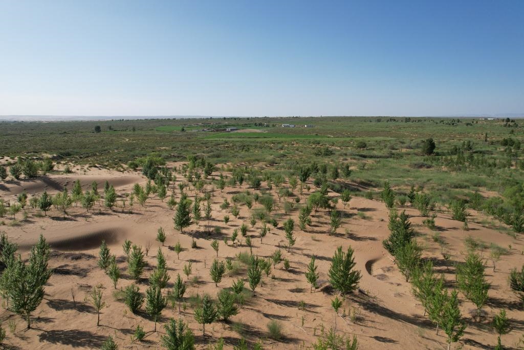 在庫(kù)布其沙漠腹地，牧民已讓10萬(wàn)畝沙地變綠洲（無(wú)人機(jī)照片，2023年6月25日攝）。新華社記者李云平 攝