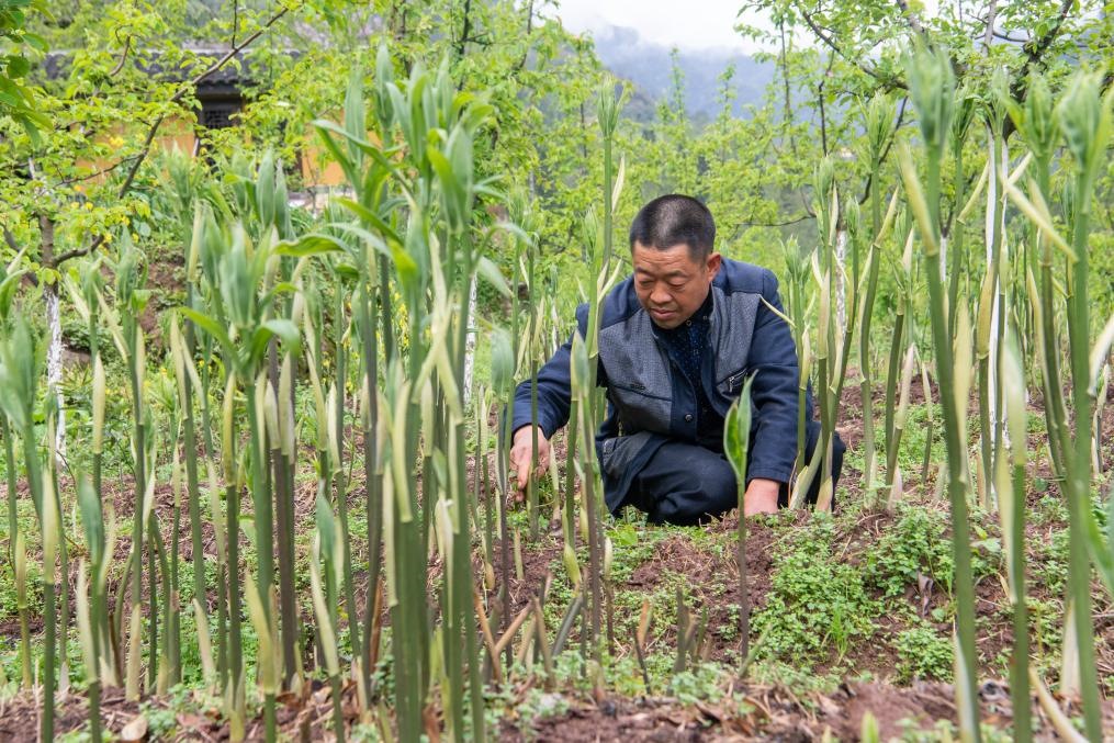 4月14日，村民陳朋在地里管護(hù)種植的黃精。新華社記者 唐奕 攝