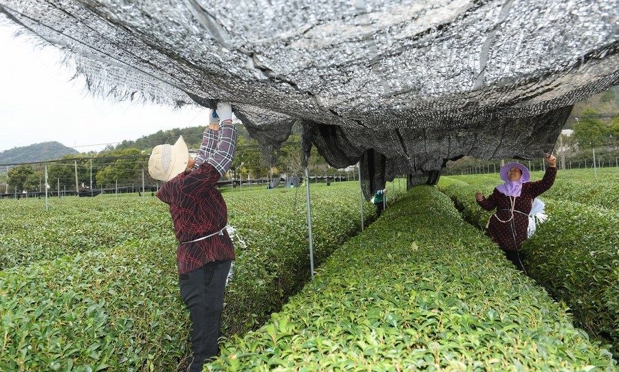  在浙江省紹興市越城區(qū)富盛鎮(zhèn)抹茶生產(chǎn)基地，農(nóng)戶為茶樹(shù)拉遮陽(yáng)網(wǎng)（2023年2月28日攝）。