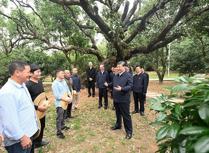 △2023年4月11日，習近平總書記在廣東茂名高州市根子鎮(zhèn)柏橋村荔枝種植園，同現(xiàn)場技術(shù)人員親切交流。