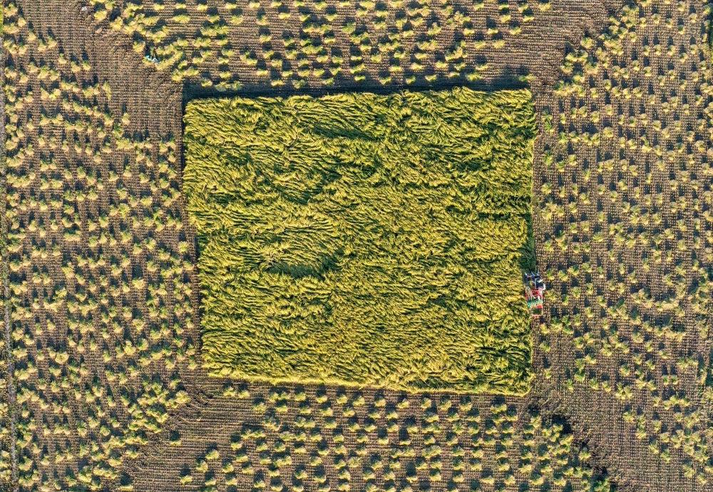 在吉林省舒蘭市平安鎮(zhèn)金星村，農(nóng)民駕駛農(nóng)機(jī)收割水稻（2023年9月21日攝，無(wú)人機(jī)照片）。新華社記者 張楠 攝