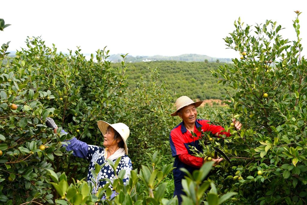 2020年8月25日，村民在河南省光山縣槐店鄉(xiāng)司馬光油茶園內(nèi)勞作。新華社記者郝源攝