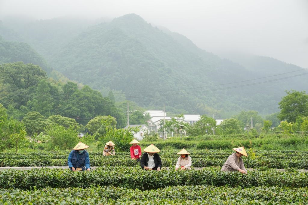 2022年5月11日，村民在大灣村生態(tài)茶園內(nèi)采摘茶葉。新華社記者杜宇攝