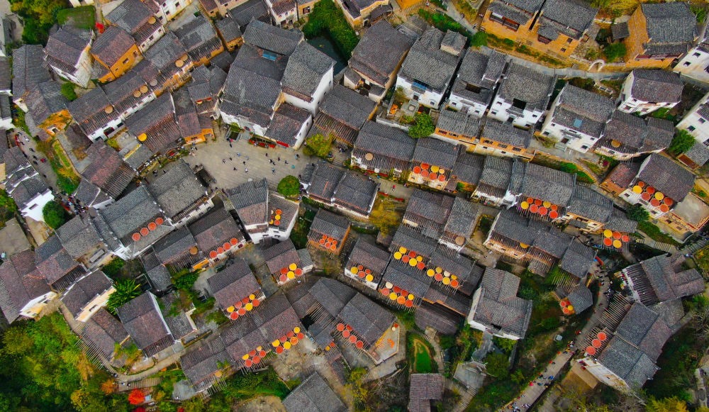 這是婺源縣江灣鎮(zhèn)篁嶺村的曬秋景象（2019年11月7日攝）。