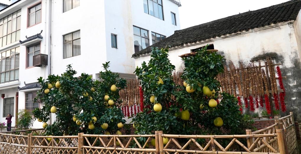 近日在江西省上饒市婺源縣秋口鎮(zhèn)王村石門自然村拍攝的馬家柚。新華社記者 胡晨歡 攝