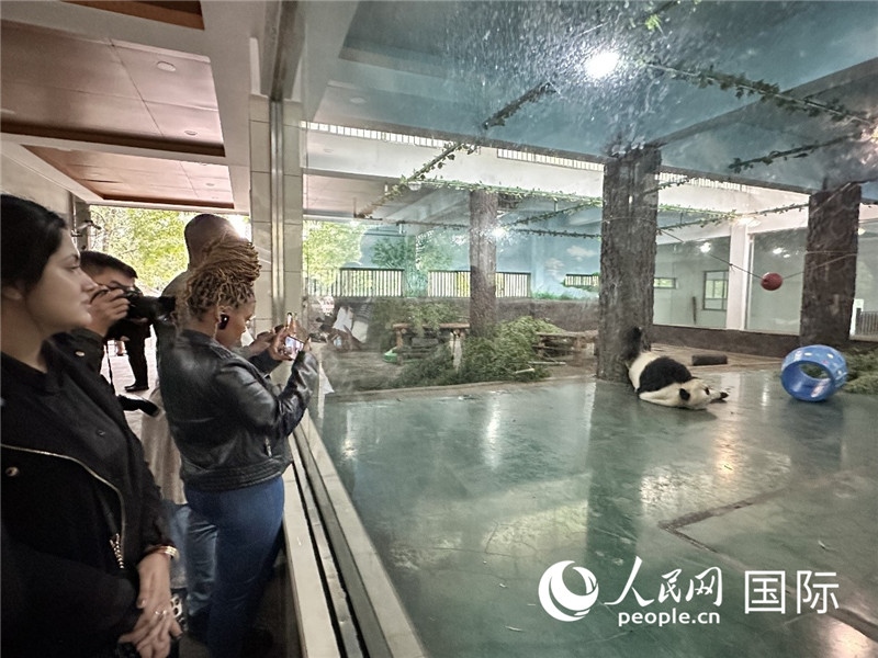 “增進(jìn)民心相通”國際民間人士代表團(tuán)參觀安吉竹博園大熊貓館。人民網(wǎng)記者 周雨攝