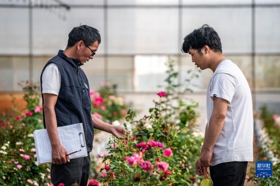 在云南省安寧市現(xiàn)代農(nóng)業(yè)園區(qū)玫瑰種植示范園，技術(shù)員田連通（左）在和同事交流（10月20日攝）。