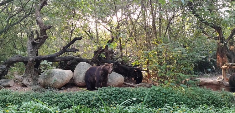 長隆野生動物世界園區(qū)內(nèi)，黑熊在森林間散步。人民網(wǎng)記者 張藝開攝