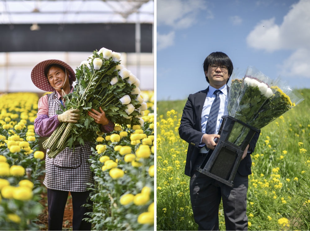 這張拼版照片中，左圖為2023年3月22日在中國云南省開遠市，花農(nóng)李蘭英在采摘鮮花；右圖為2023年4月3日在日本埼玉縣三鄉(xiāng)市，經(jīng)營花卉公司的小西武為訂貨的花店送花。中國云南有著亞洲最大的鮮切花交易市場，一年可以賣出110億枝鮮切花。春季云南大量鮮花進入盛花期，各類鮮花通過冷鏈物流陸續(xù)進入日本市場，成為當?shù)厝松畹拿利慄c綴。