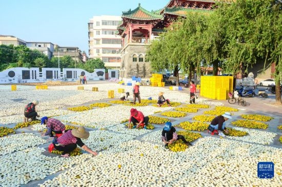 11月25日，在廣東省江門(mén)市新會(huì)區(qū)一處空地，人們對(duì)新會(huì)柑皮進(jìn)行翻皮晾曬。