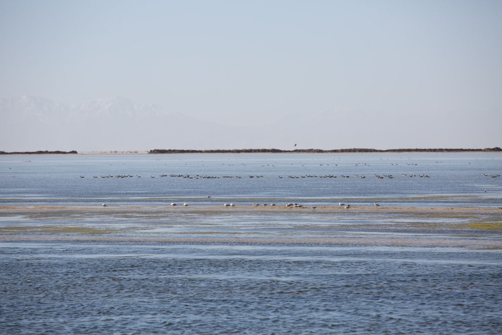 鳥兒在青海察爾汗鹽湖邊的淡水湖上棲息（2017年9月10日攝）。新華社記者 金立旺 攝