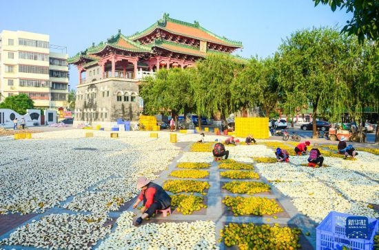 11月25日，在廣東省江門(mén)市新會(huì)區(qū)一處空地，人們對(duì)新會(huì)柑皮進(jìn)行翻皮晾曬。