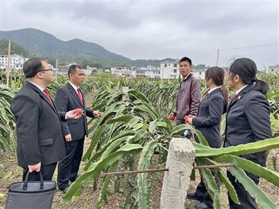  圖④：岑溪法院糯垌法庭法官深入轄區(qū)火龍果基地調(diào)研。